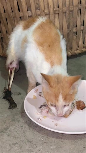Update sa Pusa: Kumain na Siya!