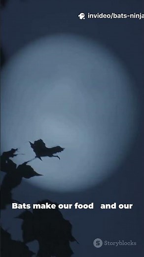 Bat Secrets Wild Animal Facts You Won’t Believe #animalfacts #wildlife #funfact