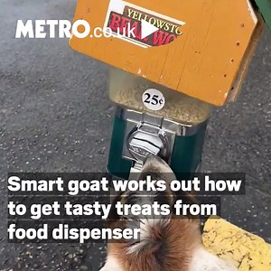 7.2K views · 52 reactions | Now this is one clever, and kinda naughty goat  | Metro | Facebook