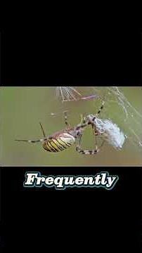 Spider Mating Explained #britishwildlife #spider #naturefacts