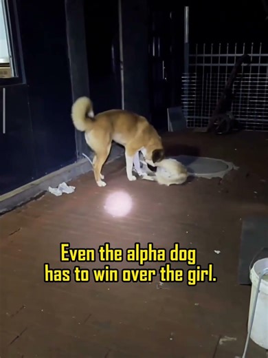 Charles Came to Flirt… She Took Him DOWN 😳🐕#dogshorts #charles #alpha #dog pack