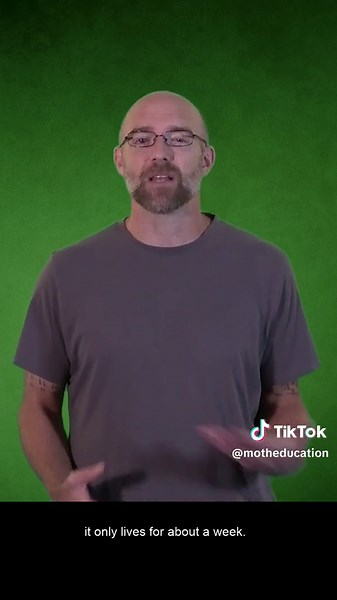 The Luna Moth: no eating, just mating!✨🦋💚 #motheducation #mothed #entoed #entomology #STEMed #professionaldevelopment #NSF #CANR #foryou #fyp #foryoupage #science #moth #lunamoth