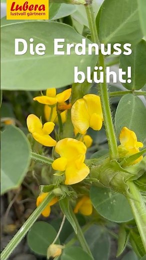 Peanut Blossoms: What You Need to Know for a Bountiful Harvest