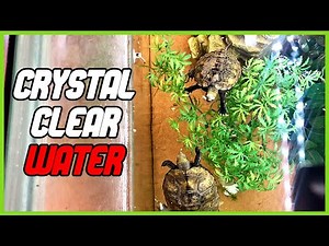 How to Keep turtle water Clean