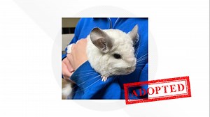 Meet Snowflake, a 7-year-old female Chinchilla, up for adoption from the Connecticut Humane Society.