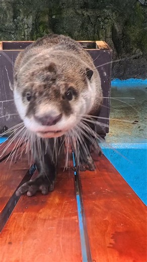 ツメナシカワウソ 〜キラリくんの好奇心 #海獣 #水族館 #youtubeshorts #癒し #otter #動物園 #伊勢シー #かわいい 〜
