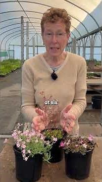 3 Great Plants for a Dry Front of Border Spot