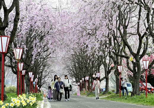 「しだれ桜トンネル」見頃　福島・右輪台山、19日までライトアップ:イベント・レジャー:福島民友新聞社