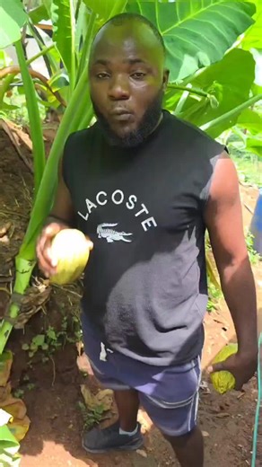 #pigfarming #pig #piggeryfarm #nigeria #ghana | Njieforti Princewill Gana