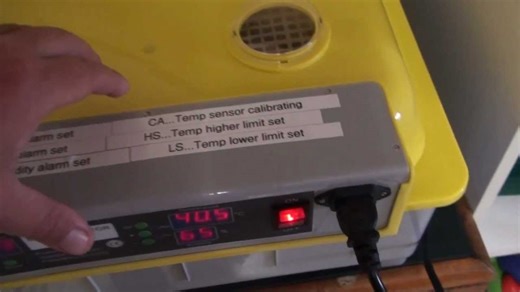 Cheap Chinese egg incubator review