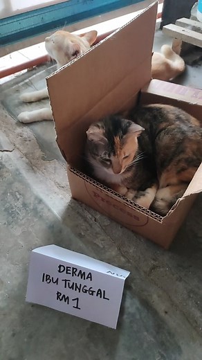 11K views · 370 reactions | Oh my jep on Reels | Facebook