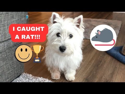 My Dog Caught a Rat. **Shocked**