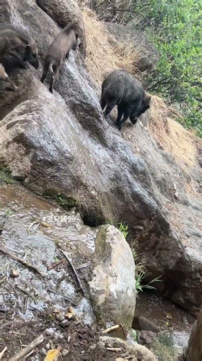 Wild Boar Walk Through Waterfall 🐗 #warthog #pig #pig #boar #viral #animals #wildpig #wildboar