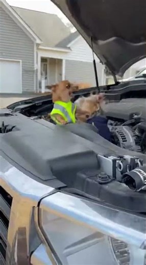 Chihuahua and York trying fix car