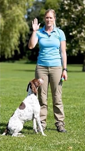 pointer Dog Training #nature #animals #animals