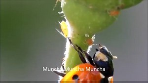 31K views · 421 reactions | Biological Control: Members of Coccinellidae family are performing excellent ecological services by biological insect control. https://goo.gl/8VcJ5U | Journal of Environmental & Agricultural Sciences - JEAS | Facebook