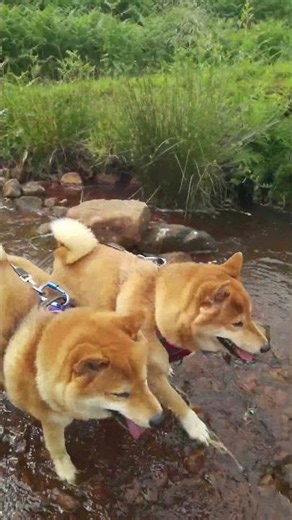 Where Curiosity Leads the Way – Shiba Inu #water #cute #peace #walking