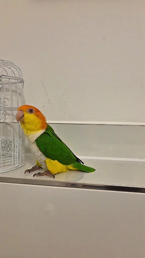 Why Do Caique Parrots March and Stomp?