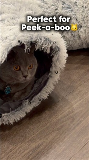 Large Cat Donut Tunnel for Indoor Cats | See It in Action!