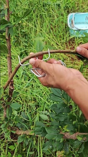 The whole process of bending a tree branch with an iron hook - tools make it easier to shape
