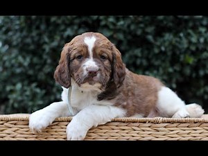 English Springer Spaniel Puppies for Sale