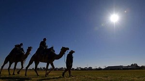 Australia: Over 10,000 camels to be culled in a bid to save water