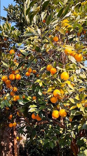 Blood Orange Glow 🍊✨