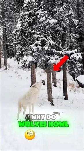 This Is Why Wolves Howl at Night 😱 #wolf #animals #animalshorts