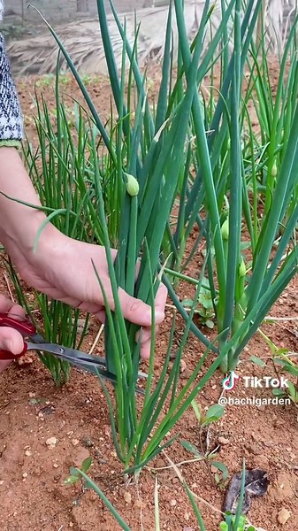 Harvest Vegetables: Tips for a Bountiful Garden