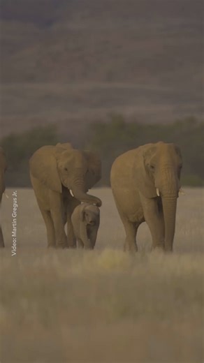 692K views · 15K reactions | Desert elephants live in tight-knit...
