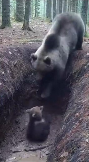 母熊が子熊を救出する瞬間2 #クマ #衝撃映像 #監視カメラ #自然の記録 #野生動物