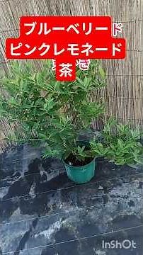 ブルーベリーの苗木における「芽かき（摘芽）」は、若い株の成長を優先させたり、大粒の果実を収穫するために行われます。目的（育成か収穫か）に合わせて、不要な芽を間引く
