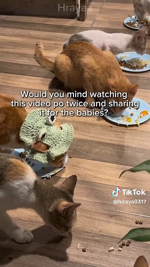 Support Kittens in Need: Donate for Their Care