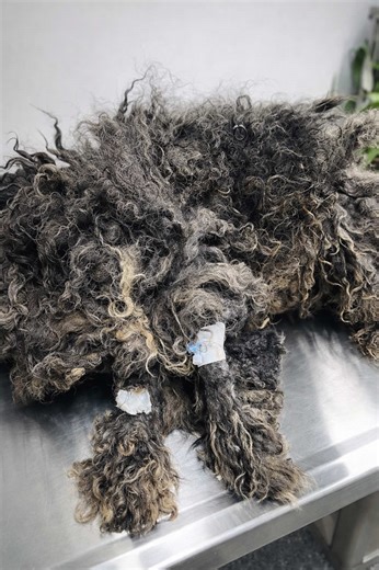 Abandoned Dog Rescue: Matted Coat Transformation