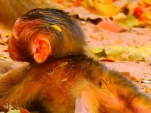 5.2K views · 82 reactions | Baby Monkey's Heartwarming Plea for Mom's Milk ❤️ Adorable Newborn Monkey Cries for Milk!  | Monkey Video | Facebook