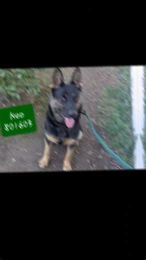 Score some big love with these and many more adoptables at Animal Friends of the Valleys! They are patiently waiting to share their love with YOU! Like, comment and share so they can be seen far and wide.🐾❤️ #shelterdogs #Wildomar #california #adoptionavailable #dogs #foreverfamilieswanted #likecommentsharefollowsupport *Email Phil 📧facility@afv.org for information on transport Disclaimer: I am not an employee at Animal Friends of the Valleys, nor do I represent them. I am simply sharing photo