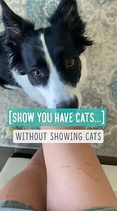 Show you have cats...without showing the cats Which ones can you relate? | Bordernerd