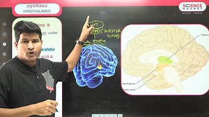 Endocrine System | Science Magnet