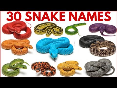 Snake Names For Kids | Learn 30 Types of Snakes in English | Snakes Name in English | Types of Snake