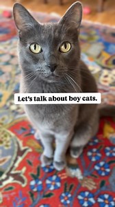 349K views · 6.3K reactions | Do you have a boy cat?  #boycat #boycatmom #catmom #catdad #catpeople #catloversworld #catlovers #purr #catfacts #felinelove #catsdaily #catvideos #kitten #catgram #meow | The Cat Crew | Facebook