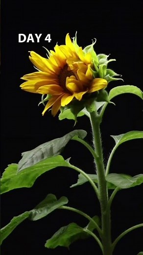 SUNFLOWER BLOOMING in 5 Days – Stunning Time-Lapse 🌻🌻