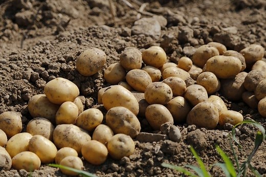 Potato Production
