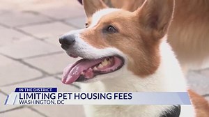 DC Council votes on pet housing fees, restrictions