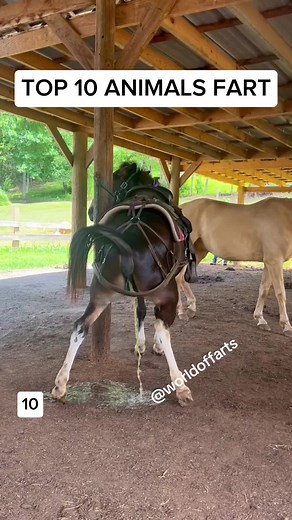 Top 10 Animals Farts Compilation