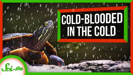 How 'cold-blooded' animals survive the cold