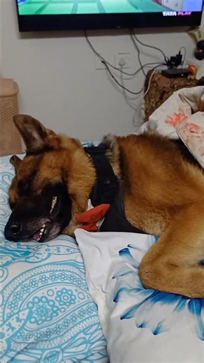 Bruno Sleeping Peacefully 🛏️🐶