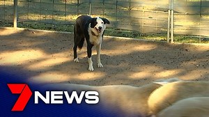 A Sunshine Coast man with a love for dogs is running sheep herding classes for city slickers with a working breed. John Borg started training hounds and their owners as a hobby and now sees around 150 clients a week. "Five minutes in here, because they're using their brain, that super fit dog is fully exhausted” - Trainer, John Borg. Report on 7NEWS Sunshine Coast at 6pm. www.7NEWS.com.au #7NEWS | 7NEWS Sunshine Coast