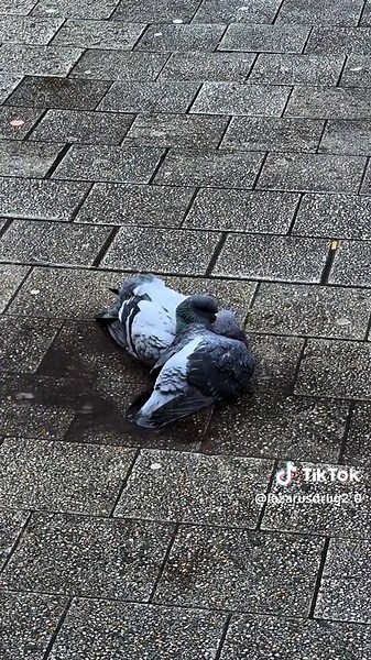 Understanding Pigeons in Urban Environments