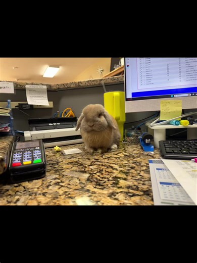 One of the CUTEST patients had surgery yesterday and Woods (our clinic cat) wanted to make sure he was good! Meet Frodo the Hopit 🥹🥹🥹🥹!!! #waterlooAH #vetassistant #helper