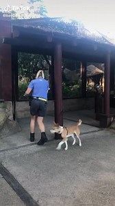 47K views · 1.6K reactions | Wellington Zoo stepping up to the #EssentialWorkersChallenge  The animals are still being loved and cared for during lockdown ️ | Wellington - LIVE | Facebook